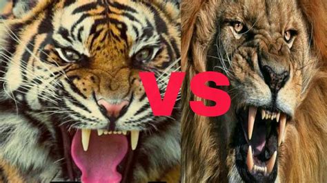 tiger vs lion roar